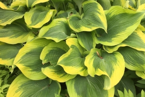 Atlantis, Hosta